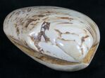 Wide Fossil Clam - Jurassic #9796-1